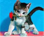 ������ ������� mouhamedmouh