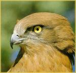 ������ ������� Aigle Moyen Atlas