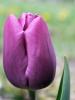 ������ ������� tulipe