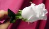 ������ ������� fatima z