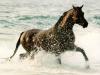 ������ ������� wail26