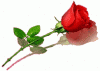 ������ ������� RACHIDV1