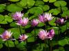 ������ ������� Aboumanal