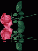 ������ ������� timaghita