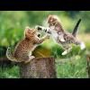 ������ ������� ibnsouss