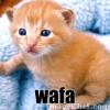 ������ ������� wafanawawi