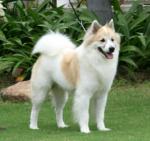 ������ ������� neomestafa