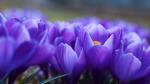 ������ ������� tulipa